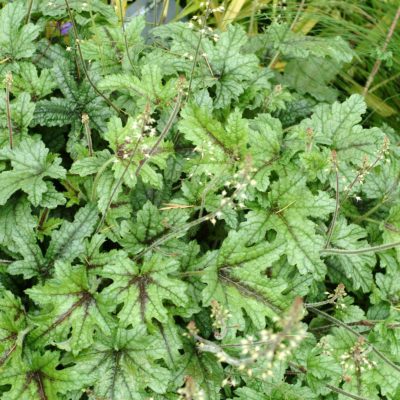 Heucherella 'Kimono'