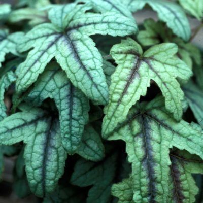 Heucherella 'Kimono'