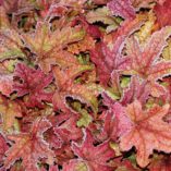 Heucherella 'Kimono'