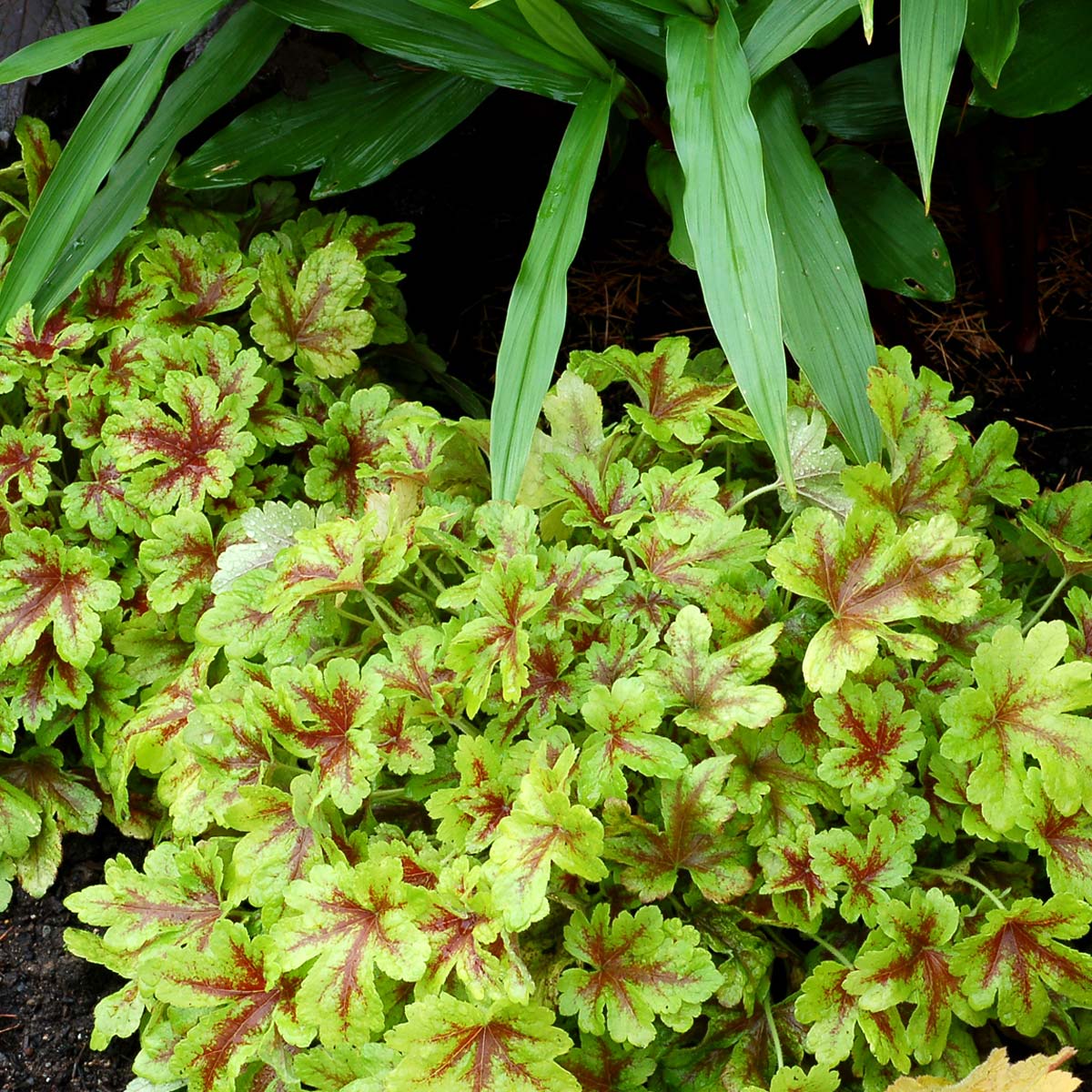 Heucherella 'Mojito'