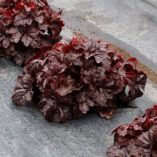 Heucherella 'Onyx'