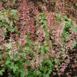 Heucherella 'Party Time'