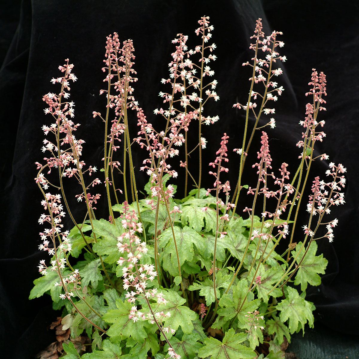 Heucherella 'Pink Whisper' (syn. 'Pink Gem')