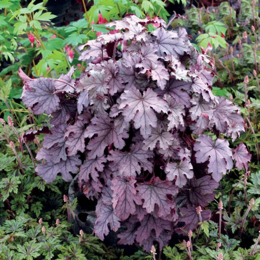 Heucherella 'Plum Cascade'