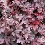 Heucherella 'Plum Cascade'