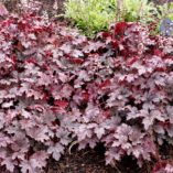 Heucherella 'Plum Cascade'