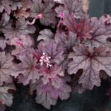 Heucherella 'Plum Cascade'