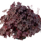 Heucherella 'Plum Cascade'