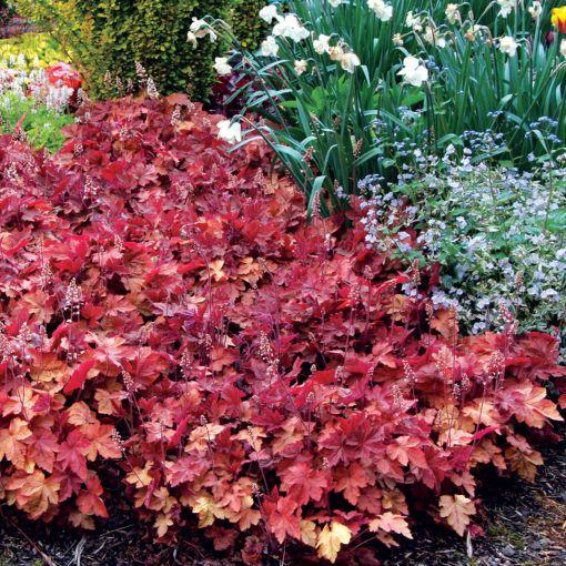 Heucherella 'Redstone Falls'