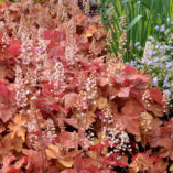 Heucherella 'Redstone Falls'