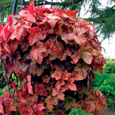 Heucherella 'Redstone Falls'