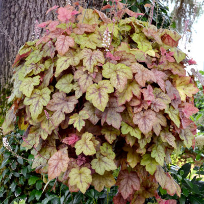 Heucherella 'Redstone Falls'