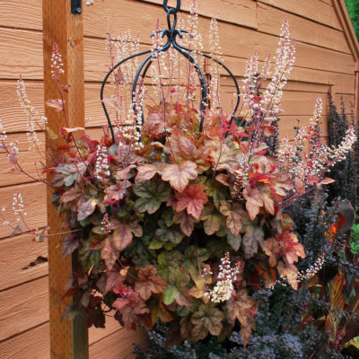 Heucherella 'Redstone Falls'