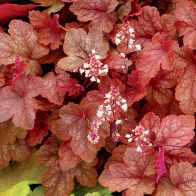 Heucherella 'Redstone Falls'