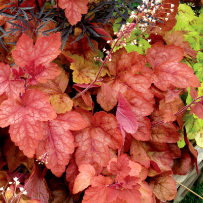 Heucherella 'Redstone Falls'