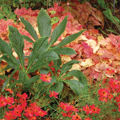 Heucherella 'Redstone Falls'