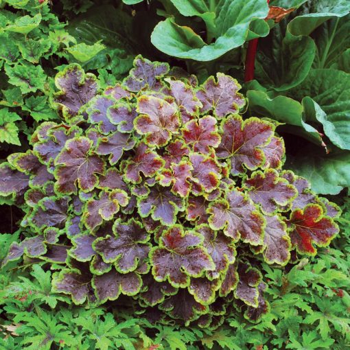 Heucherella 'Solar Eclipse'