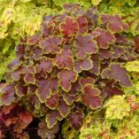 Heucherella 'Solar Eclipse'