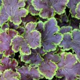 Heucherella 'Solar Eclipse'