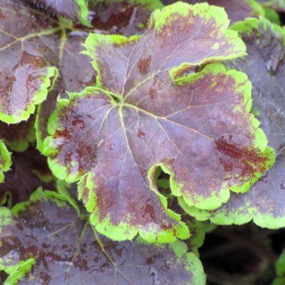 Heucherella 'Solar Eclipse'