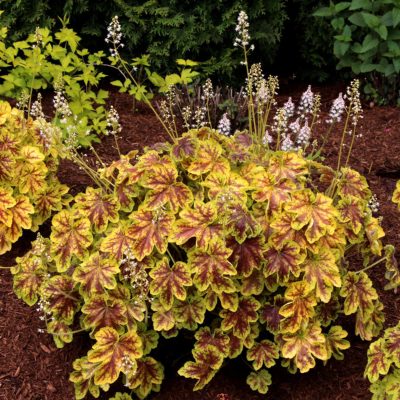 Heucherella 'Solar Eclipse'