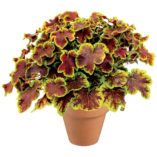 Heucherella 'Solar Eclipse'