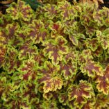 Heucherella 'Solar Power'