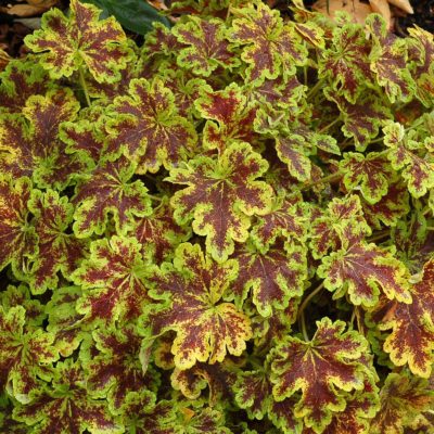 Heucherella 'Solar Power'