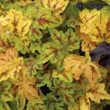 Heucherella 'Solar Power'