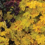 Heucherella 'Solar Power'