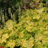 Heucherella 'Solar Power'