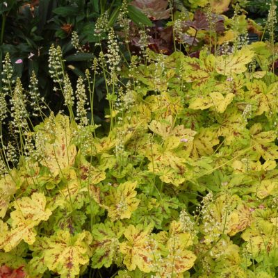 Heucherella 'Solar Power'