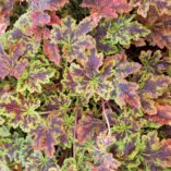 Heucherella 'Solar Power'