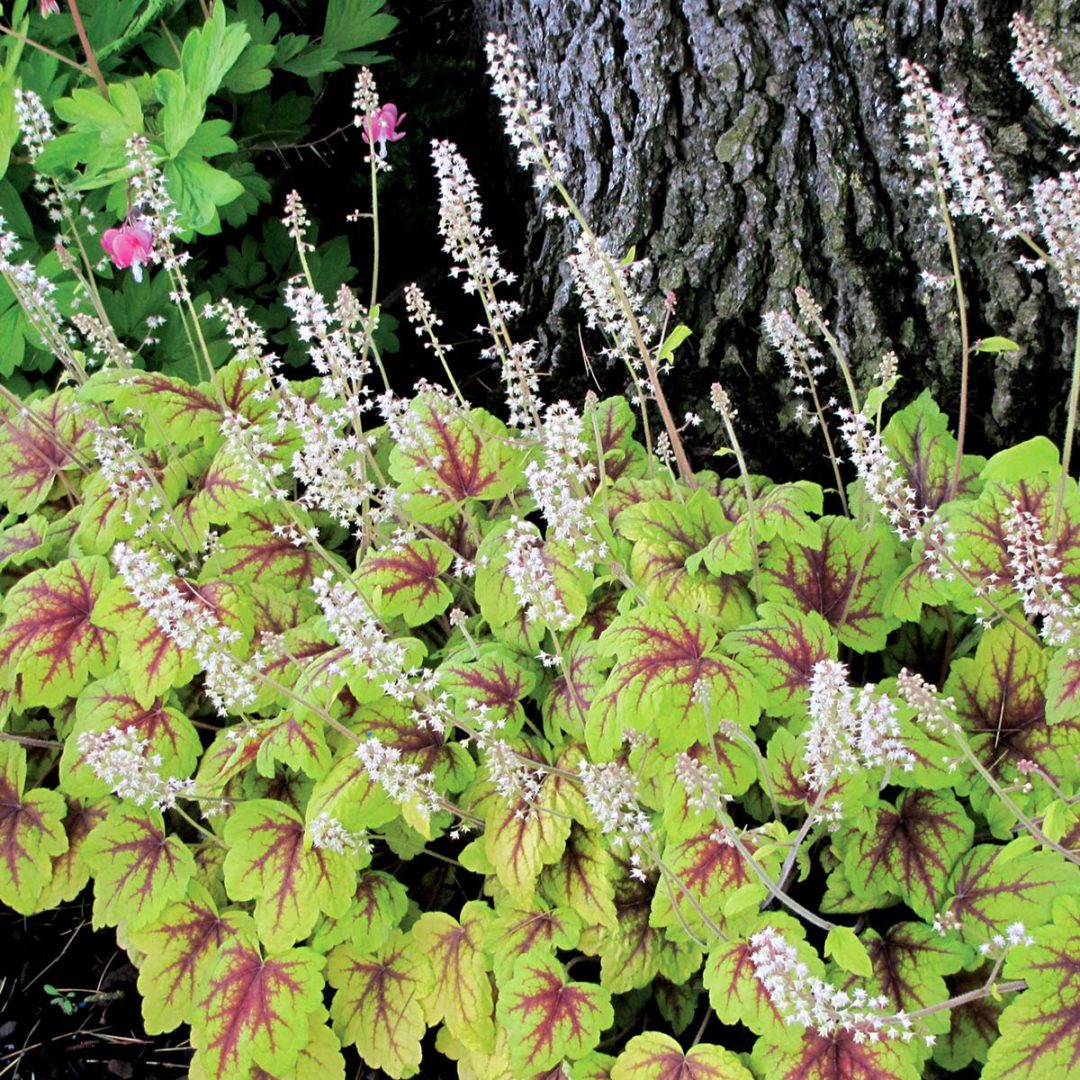 Heucherella ‘Stoplight’ TERRA NOVA® Nurseries, Inc.