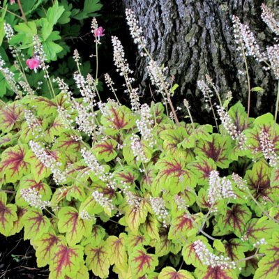 Heucherella 'Stoplight'