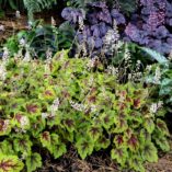 Heucherella 'Stoplight'