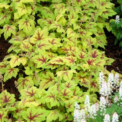 Heucherella 'Stoplight'