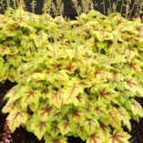 Heucherella 'Stoplight'