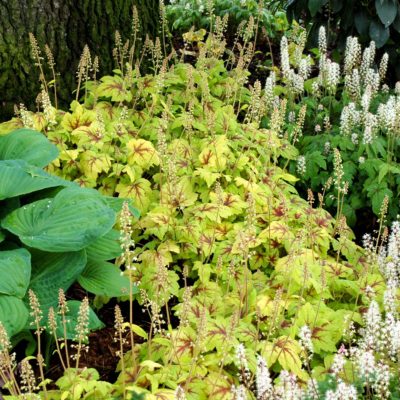 Heucherella 'Stoplight'