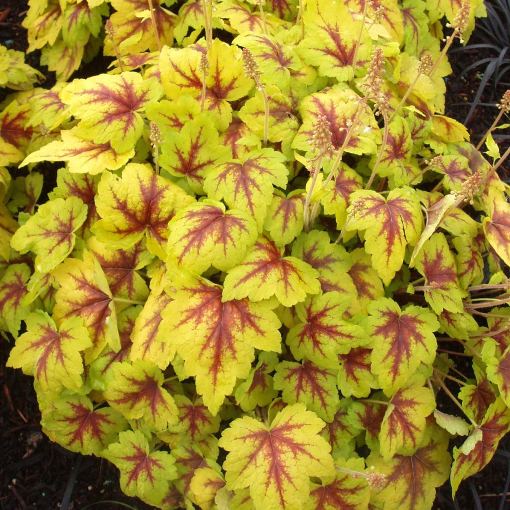 Heucherella ‘Stoplight’ TERRA NOVA® Nurseries, Inc.