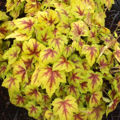 Heucherella 'Stoplight'