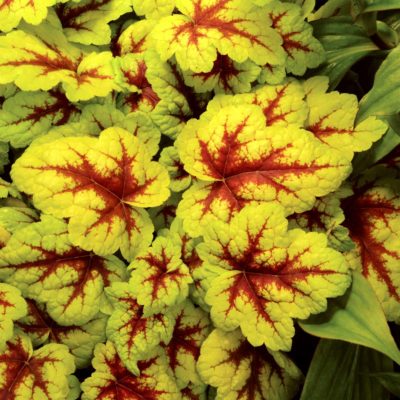 Heucherella 'Stoplight'