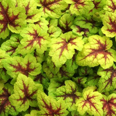 Heucherella 'Stoplight'