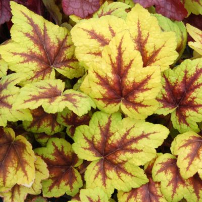 Heucherella 'Stoplight'