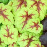 Heucherella 'Stoplight'