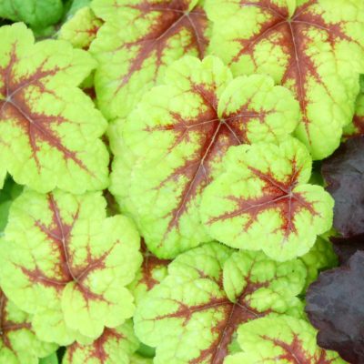 Heucherella 'Stoplight'