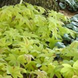 Heucherella 'Sunrise Falls'