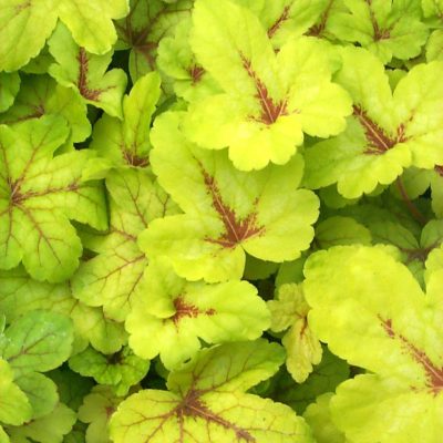 Heucherella 'Sunspot'