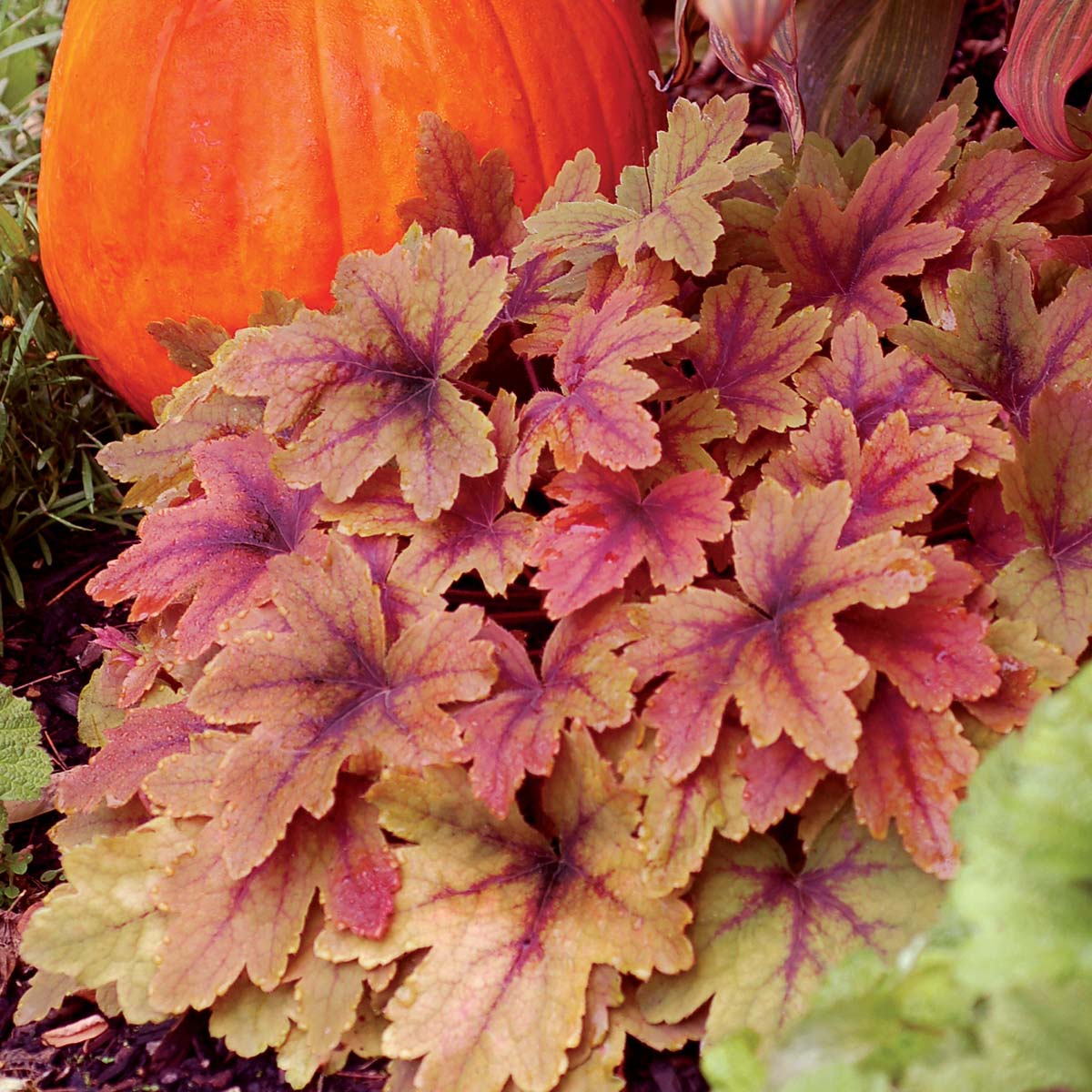 Heucherella 'Sweet Tea'