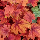 Heucherella 'Sweet Tea'